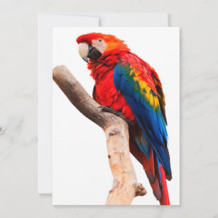 Colored Parrot Announcement