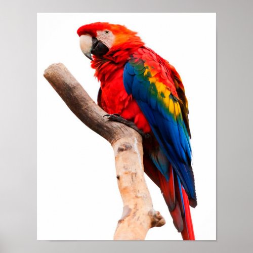 Colored Parrot Poster