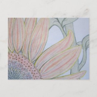 Colored Pencil Sunflower Postcard