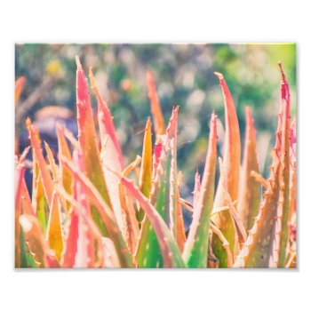 Colorful Agave Plant Tips | Photo Print by GaeaPhoto at Zazzle