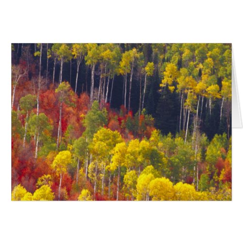 Colorful aspens in Logan Canyon Utah in the