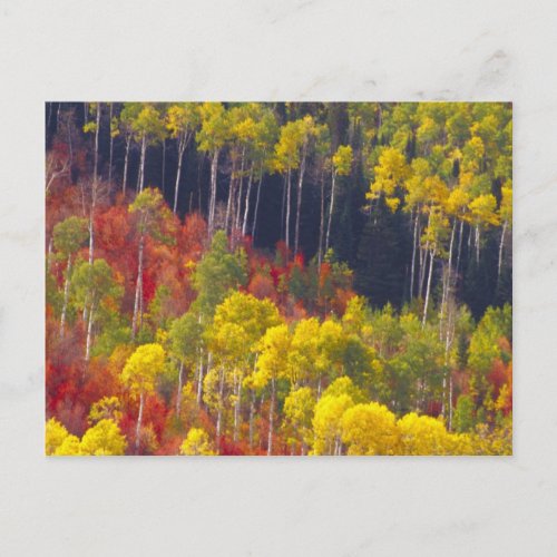 Colorful aspens in Logan Canyon Utah in the Postcard