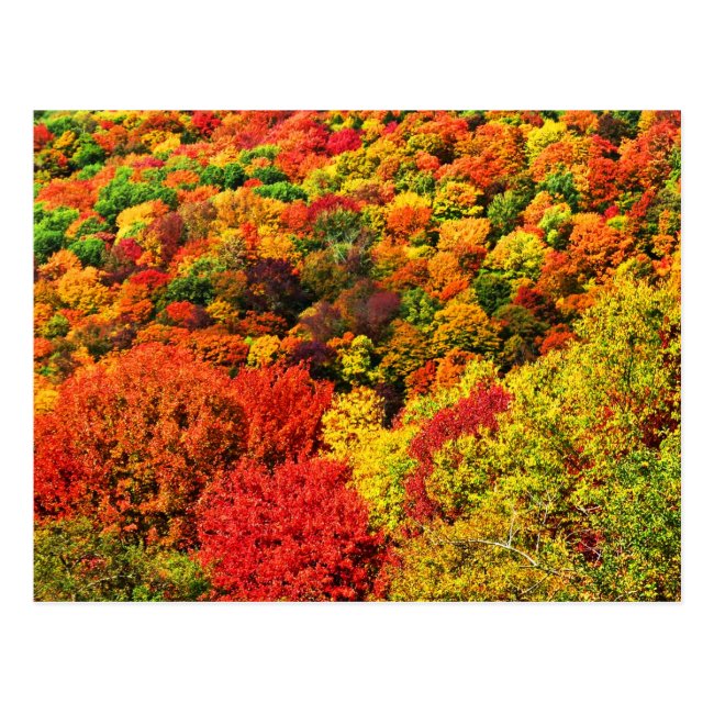 Colorful Autumn Foliage Postcard