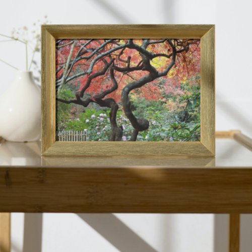 Colorful Autumn Gnarly Japanese Maple Tree Poster