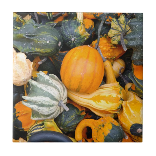 Colorful Autumn Gourds and Squash Tile (Front)