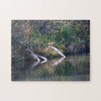 Colorful Autumn Lake Logs and Reflection Scene