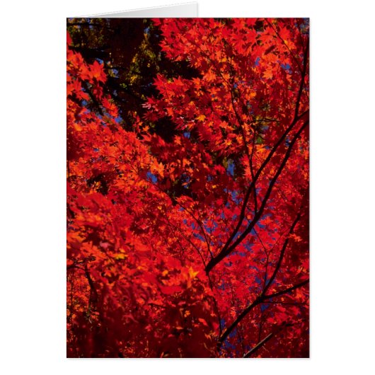 Colorful Autumn landscape (Front)