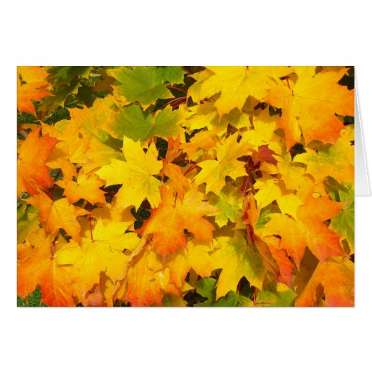 Colorful Autumn Leaves (Front Horizontal)