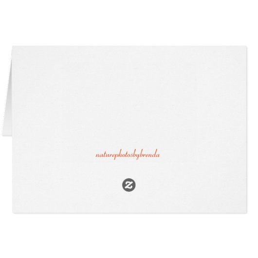 Colorful Autumn Leaves (Back Horizontal)