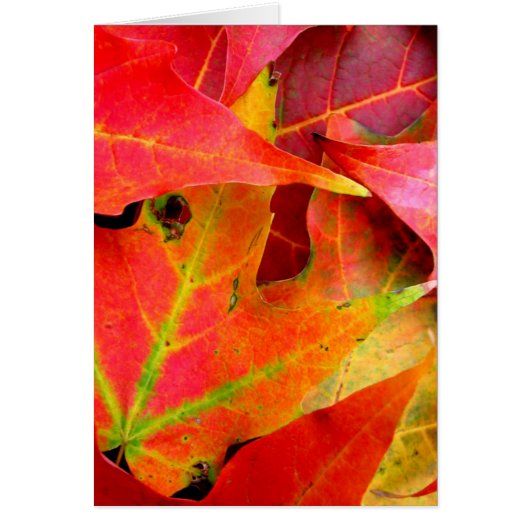 Colorful Autumn Leaves CloseUp Cards (Front)