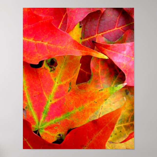 Colorful Autumn Leaves CloseUp Poster (Front)