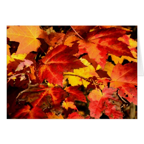 Colorful Autumn Leaves gold red orange maple leaf