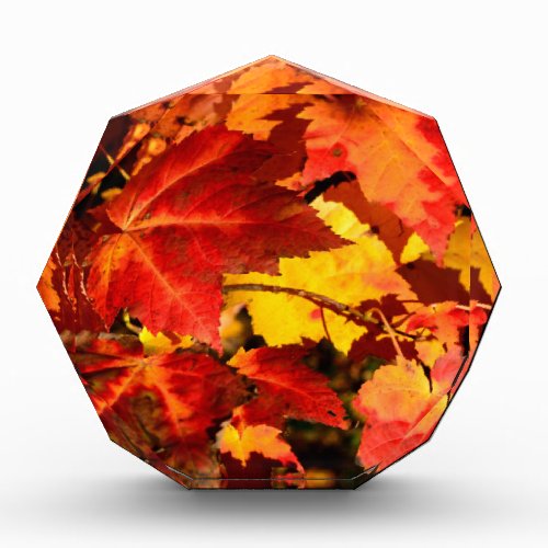 Colorful Autumn Leaves gold red orange maple leaf Award