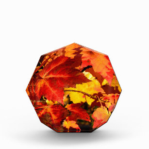Colorful Autumn Leaves, gold red orange maple leaf Award