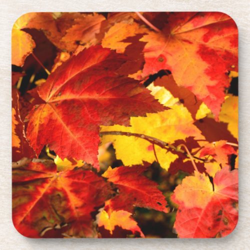 Colorful Autumn Leaves gold red orange maple leaf Beverage Coaster