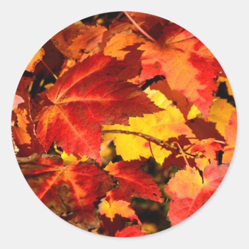 Colorful Autumn Leaves gold red orange maple leaf Classic Round Sticker