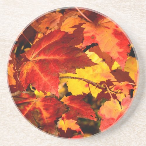 Colorful Autumn Leaves gold red orange maple leaf Drink Coaster