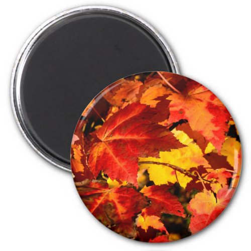 Colorful Autumn Leaves gold red orange maple leaf Magnet