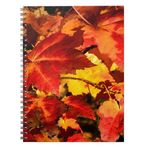 Colorful Autumn Leaves gold red orange maple leaf Notebook