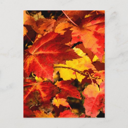 Colorful Autumn Leaves gold red orange maple leaf Postcard