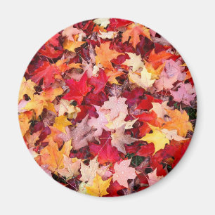 Colorful Autumn Leaves Magnet