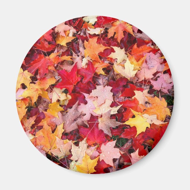 Colorful Autumn Leaves Magnet (Front)