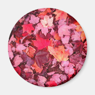 Colorful Autumn Leaves Magnet