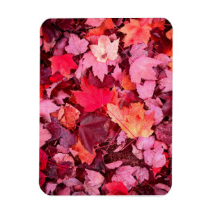 Colorful Autumn Leaves Magnet