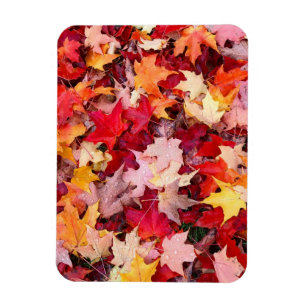 Colorful Autumn Leaves Magnet