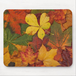 Colorful Autumn Leaves Mousepad