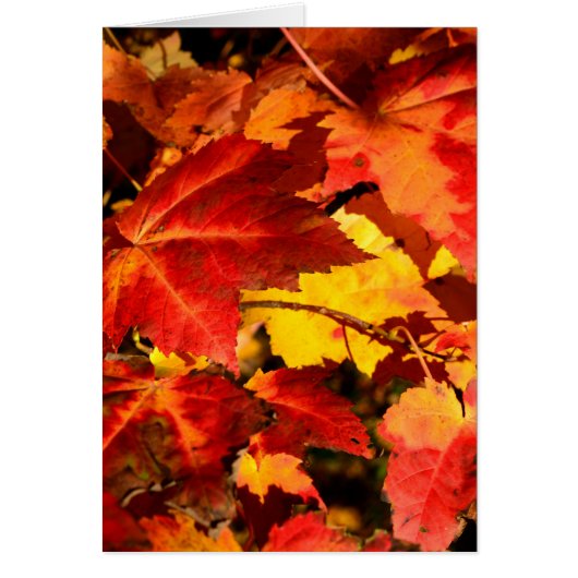 Colorful Autumn leaves orange red yellow colors (Front)