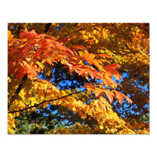  Colorful Autumn Leaves Photo Poster (Front)
