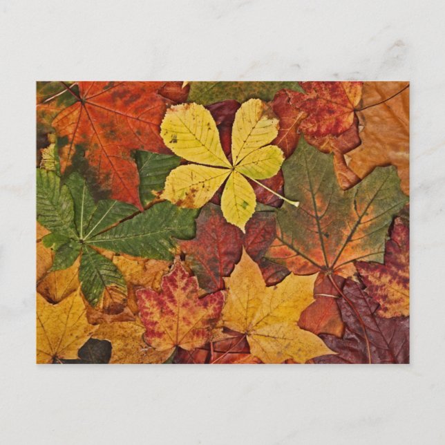 Colorful autumn leaves postcard (Front)