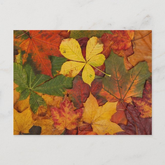 Colorful Autumn Leaves Postcard (Front)
