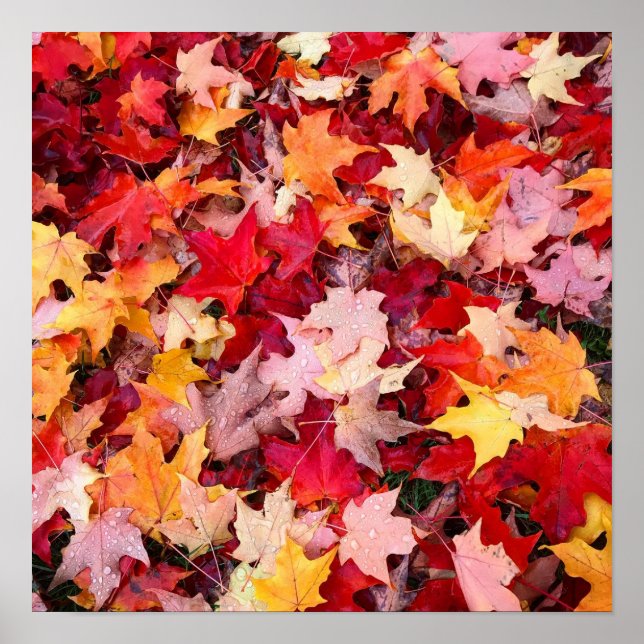 Colorful Autumn Leaves Poster (Front)
