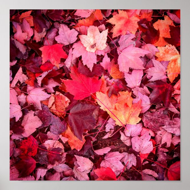 Colorful Autumn Leaves Poster (Front)