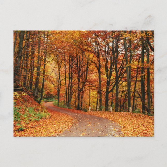 Colorful Autumn Path Postcard (Front)