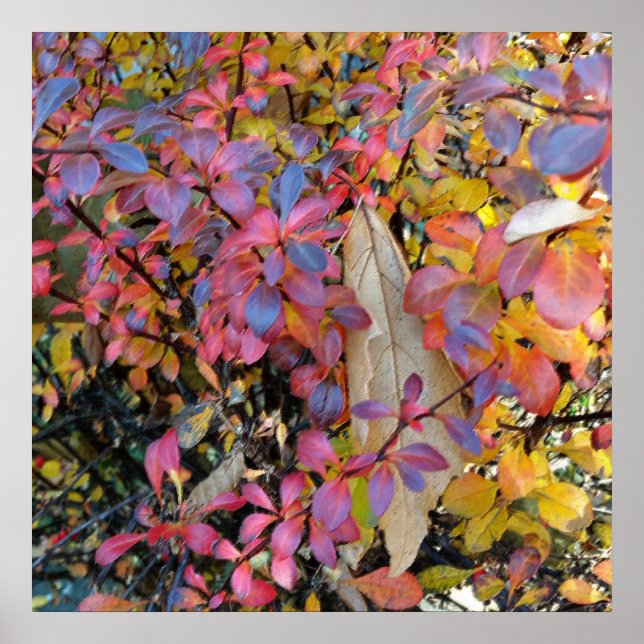 colorful autumn poster (Front)