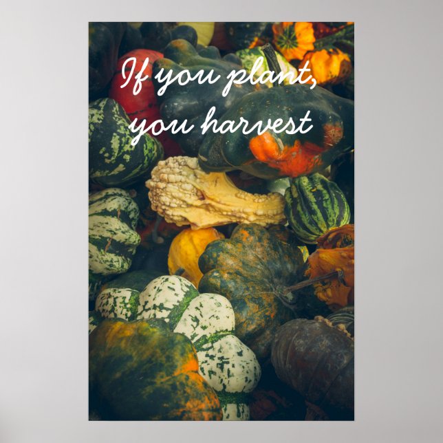  Colorful autumn squash and pumpkins Poster (Front)