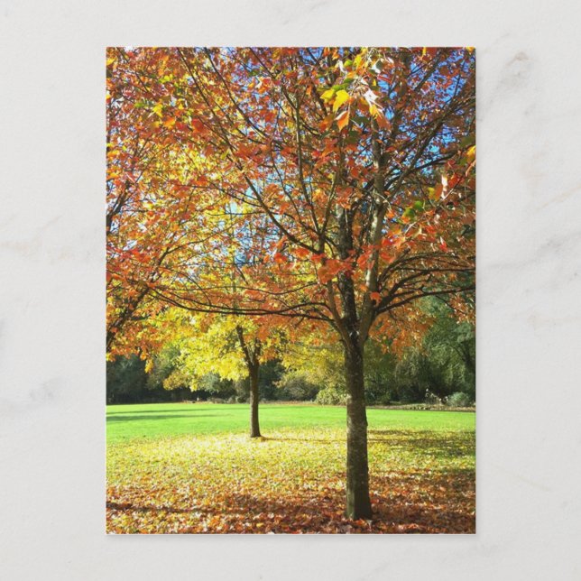 Colorful Autumn Trees Postcard (Front)