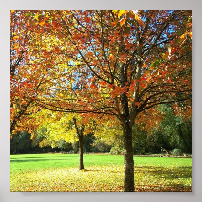 Colorful Autumn Trees Poster (Front)