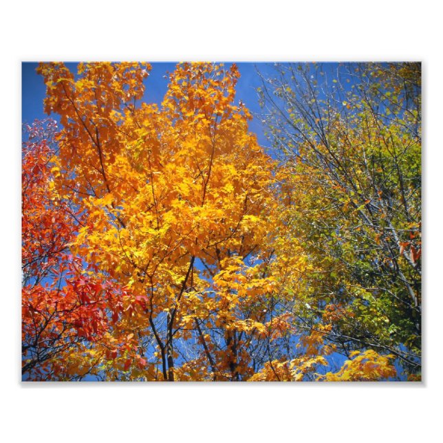 Colorful Autumn Treetops Nature Landscape Photo (Front)