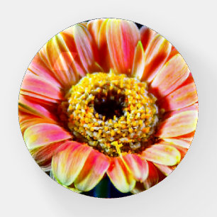 Colorful Baby Gerbera Daisy Paperweight