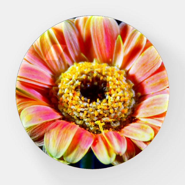Colorful Baby Gerbera Daisy Paperweight (Front)
