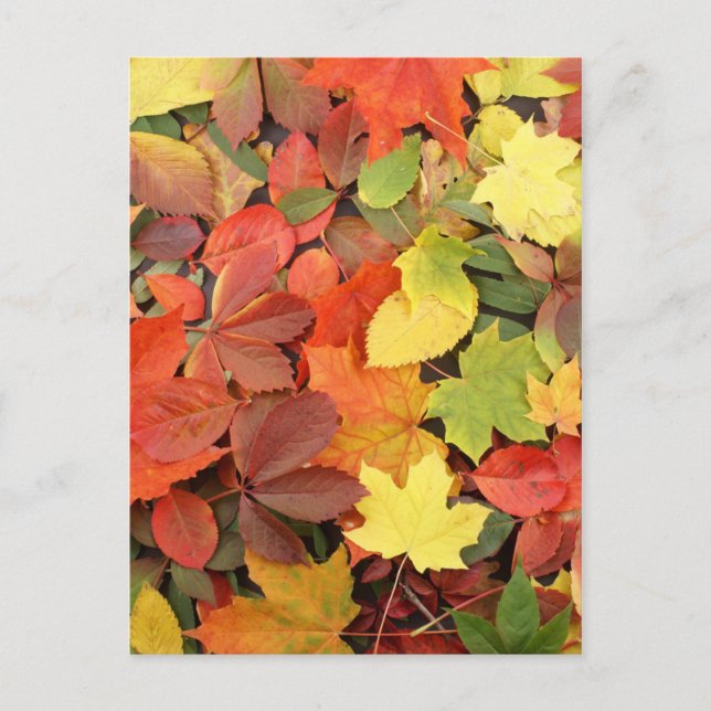 Colorful Background Of Fallen Autumn Leaves Postcard (Front)