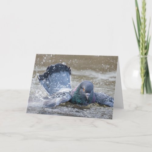 Colorful Bathing Pigeon Thank You Card
