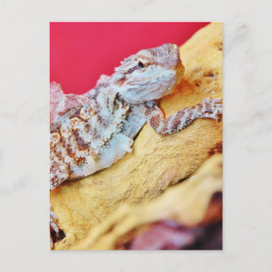 Colorful Bearded Dragon Postcard