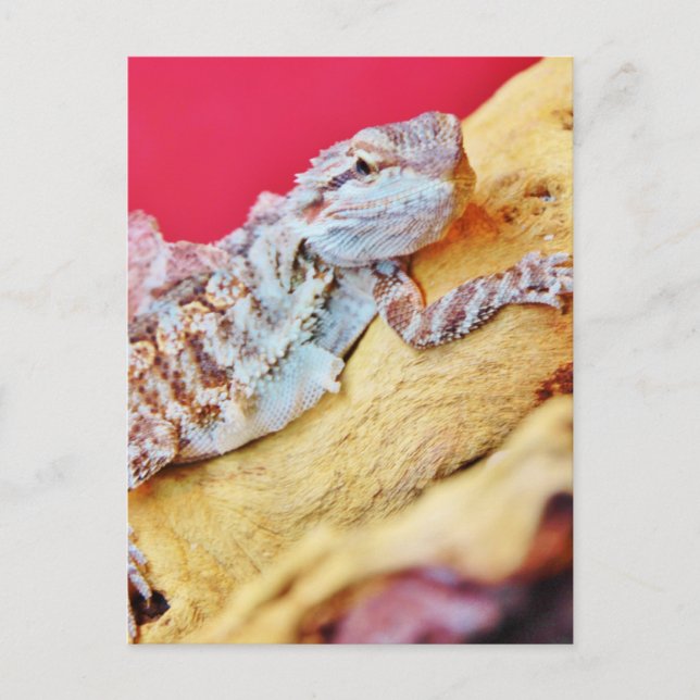 Colorful Bearded Dragon Postcard (Front)