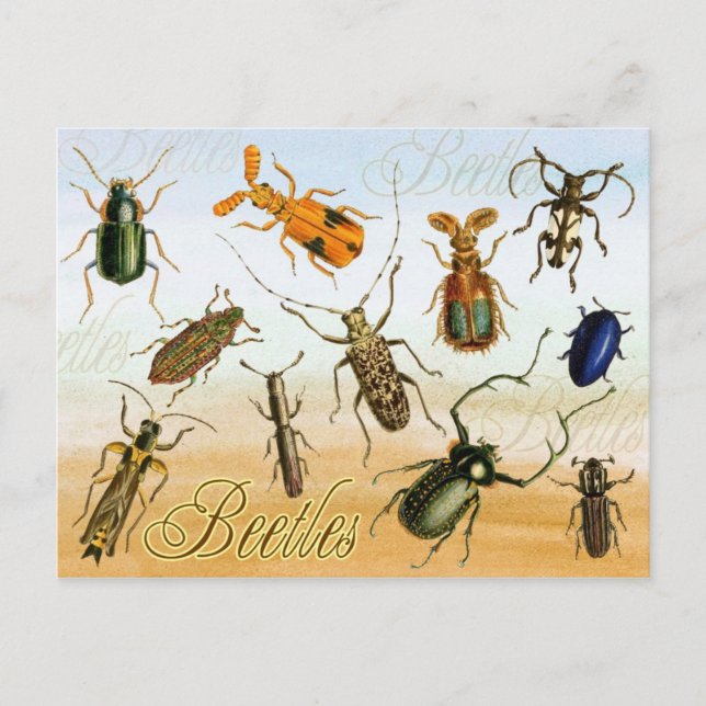 Colorful Beetles Postcard (Front)