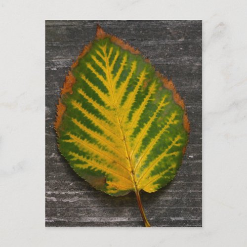 Colorful Birch Leaf Postcard